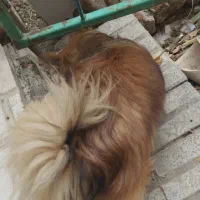 پامر خرسی|سگ|هشتگرد, شهرک ولیعصر (مصلی)|دیوار