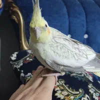 عروس هلندی ماده تخم گزار|پرنده|زیباشهر, |دیوار