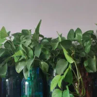 گل پتوس و سانسوریا