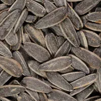 پخش تخمه آفتابگردان و کدو شرق تهران