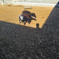 گوسفند بابره|حیوانات مزرعه|سرپل ذهاب, |دیوار