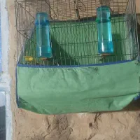 سهره|پرنده|کوهدشت, |دیوار