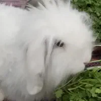 خرگوش لوپ ( لپ )|موش و خرگوش|ساوه, |دیوار