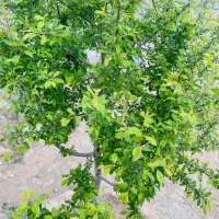 زمین ویلایی در اسفهلان