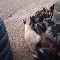 گوسفند فروشی میش بز بره بزغاله