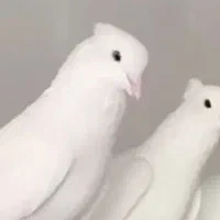 گروه چاشنی و رنگی بازها|پرنده|بجنورد, |دیوار