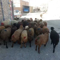 گوسفندماده|حیوانات مزرعه|بلبان آباد, |دیوار