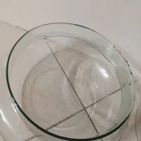 تنگ شیشه ای برای گل با قیمت مناسب|گل و گیاه طبیعی|تهران, شهرک فردوس (حسینی)|دیوار