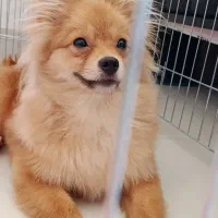 سگ پامرانین