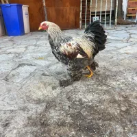 مرغ و خروس برهما و گلین و لهستانی|حیوانات مزرعه|مریوان, |دیوار