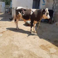 گوساله نر بهترین جنس
