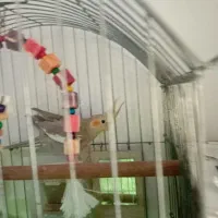 عروس هلندی|پرنده|لاهیجان, کوی زمانی|دیوار