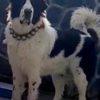 توله قدرجونی اصیل درجه یک|سگ|جرقویه, |دیوار