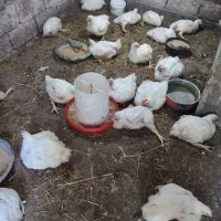 مرغ سبز و ارگانیک کیلویی 330