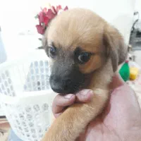 سگ پاکوتاه