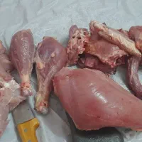 سینه و ران بوقلمون