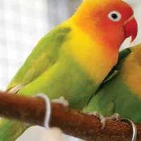 طوطی کوتوله برزیلی فول دستی