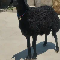 ۱ بره قوچ‌موفر خالص به زمانت