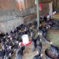 بوقلمون 5و6ماهه برنز اصل امریکا نژاد سنگین مقاوم|حیوانات مزرعه|فیروزه, |دیوار