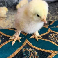 جوجه محلی و جوجه برهما
