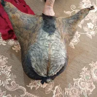 هیزه|ظروف نگهدارنده، پلاستیکی، یک‌بارمصرف|کوهدشت, |دیوار