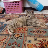 واگذاری بچه گربه