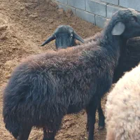 باسلام میش وبره خوش نژاد