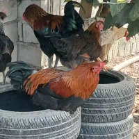 ۳ تا خروس دورگه گلین لاری|حیوانات مزرعه|زرگرشهر, |دیوار