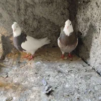 ...کبوتر رنگی|پرنده|نوشهر, |دیوار