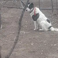 گم شد  هرکسی مژدگانی داره