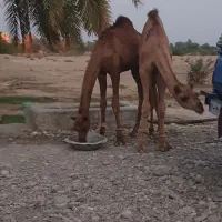 2نفر شتر 8ماه مخصوص داشت|حیوانات مزرعه|شمیل, |دیوار