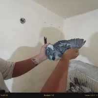 کفتر|پرنده|مشکین‌دشت, |دیوار