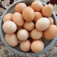فروش تخم مرغ محلی