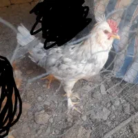 سه عدد خروس گلین