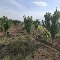 باغ-ماهدشت