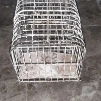 تله قفسی با تور سهره زمینی|لوازم جانبی حیوانات|مشهد, شهید معقول|دیوار