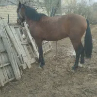 مشتری اسب پالانی