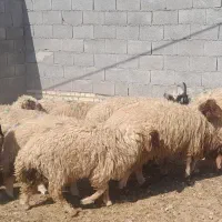 ۲۰ راس بره چاق مست ، ۱۴راس بیگ چاق و ۲راس بعده چاق