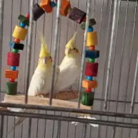 یک جفت عروس هلندی بالغ