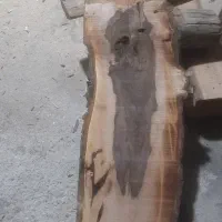 فروش چوب اسلب گردو|عمدهفروشی|اسکو, |دیوار