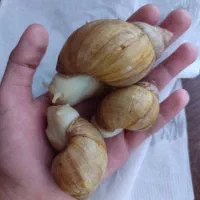 فروش حلزون آچاتینا|خزنده|شهرضا, |دیوار