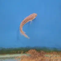 چانا و آروانا|ماهی|ساری, |دیوار