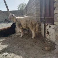 بره قوچی|حیوانات مزرعه|تایباد, |دیوار