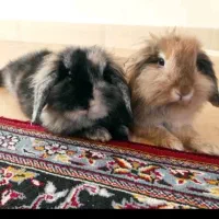 خرگوش‌لپ‌