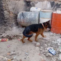 سگ ژرمن شولاین موبلند