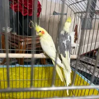 عروس هلندی|پرنده|زنجان, |دیوار