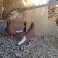 سرخ دمسفید
