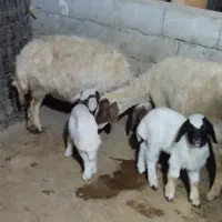 قوچ سنجابی درجه یک|حیوانات مزرعه|چرداول, |دیوار