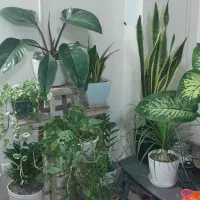 تعویض. خاک گلدان