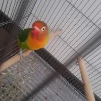 طوطی برزیلی|پرنده|رودهن, |دیوار